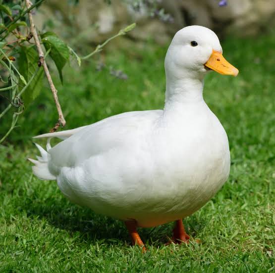 A lovely duck.